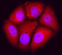 Human/Mouse/Rat JNK1 Antibody, R D Systems 100ug; Unlabeled:Antibodies,