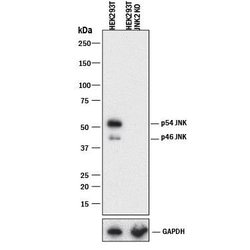 Human/Mouse/Rat JNK2 Antibody, R D Systems 25&mu;g; Unlabeled:Antibodies,