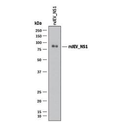 Viral Japanese Encephalitis virus NS1 Antibody, R D Systems 100 &mu;g;