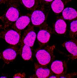 Human KLF12 Antibody, R D Systems 25&mu;g; Unlabeled:Antibodies, Monoclonal