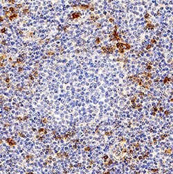 Human KLRG1 Antibody, R D Systems:Antibodies:Primary Antibodies
