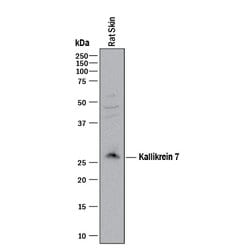 Mouse/Rat Kallikrein 7 Antibody, R D Systems 25&mu;g; Unlabeled:Antibodies,