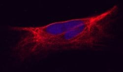 Human/Mouse Kir2.1 Antibody, R D Systems 100&mu;g:Antibodies, Monoclonal