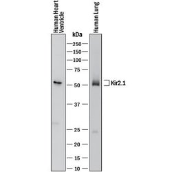 Human/Mouse Kir2.1 Antibody, R D Systems 100&mu;g:Antibodies, Monoclonal