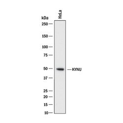 Human Kynureninase Antibody, R D Systems 25 ug; Unconjugated:Antibodies,
