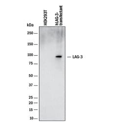 Human LAG-3 Antibody, R D Systems 25 &mu;g | Buy Online | R&D Systems | Fisher Scientific