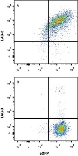 Human LAG-3 Antibody, R D Systems 100&mu;g; Unlabeled:Antibodies, Polyclonal