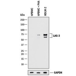 Human LAG-3 Antibody, R D Systems 100&mu;g; Unlabeled:Antibodies, Polyclonal