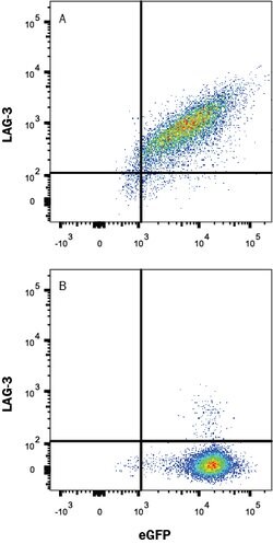 Human LAG-3 Alexa Fluor 700-conjugated Antibody, R D Systems 100 Tests;