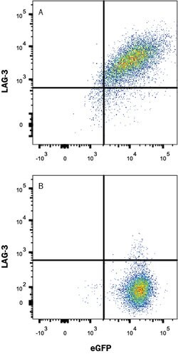 Human LAG-3 Antibody, R D Systems 100ug; Unlabeled:Antibodies, Monoclonal