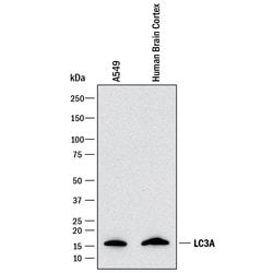 Human LC3A Antibody, R D Systems 25&mu;g:Antibodies, Monoclonal