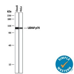 Human LEDGF Antibody, R D Systems 25&mu;g; Unlabeled:Antibodies, Polyclonal