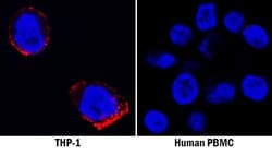 Human LILRA1/CD85i/LIR-6 Antibody, R D Systems LIR-6/LILRA1 Antibody; Unconjugated;