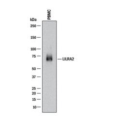 Human LILRA2/CD85h/ILT1 Antibody, R D Systems 100 &mu;g; Unconjugated:Antibodies,