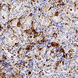 Human LILRB2/CD85d/ILT4 Antibody, R D Systems 25&mu;g; Unlabeled:Antibodies,