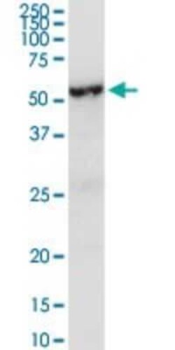 LRG1 Antibody, Novus Biologicals 0.1 mg | Buy Online | Novus Biologicals | Fisher Scientific