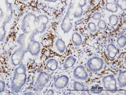 LRIT3 Antibody (3E7), Novus Biologicals 0.1 mg | Buy Online | Novus Biologicals | Fisher Scientific