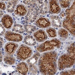 LRP2 Antibody (545818), Unconjugated, Novus Biologicals:Antibodies:Primary