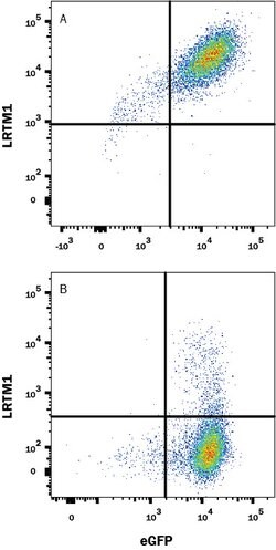 Human LRTM1 Antibody, R D Systems 25 &mu;g; Unconjugated:Antibodies, Monoclonal