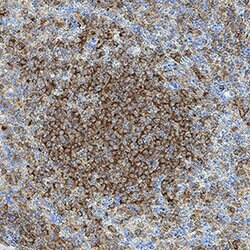 Human LRTM1 Antibody, R D Systems 25 &mu;g; Unconjugated:Antibodies, Monoclonal