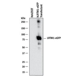 Human LRTM1 Antibody, R D Systems 25 &mu;g; Unconjugated:Antibodies, Monoclonal
