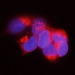 Human LYPD8 Antibody, R D Systems 100μg; Unlabeled:Antibodies, Monoclonal