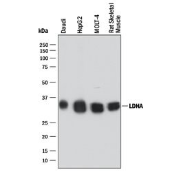 Human/Rat Lactate Dehydrogenase A/LDHA Antibody, R D Systems 100 &mu;g | Buy Online | R&D Systems | Fisher Scientific