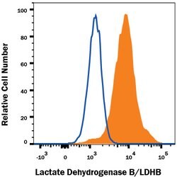 Human Lactate Dehydrogenase B/LDHB Antibody, R D Systems:Antibodies:Primary