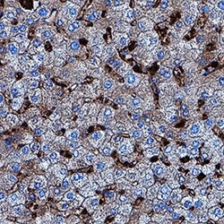 Human Lactate Dehydrogenase B/LDHB Antibody, R D Systems:Antibodies:Primary