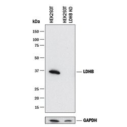 Human Lactate Dehydrogenase B/LDHB Antibody, R D Systems:Antibodies:Primary