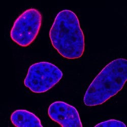 Human Lamin B1 Antibody, R D Systems:Antibodies:Primary Antibodies