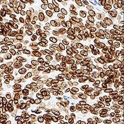 Human Lamin B1 Antibody, R D Systems:Antibodies:Primary Antibodies