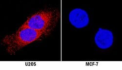 Human Laminin alpha 2 Antibody, R D Systems 100 &mu;g; Unconjugated:Antibodies,