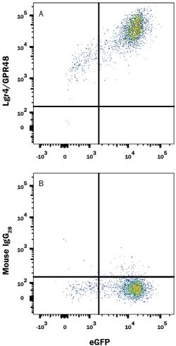 Human Lgr4/GPR48 APC-conjugated Antibody, R D Systems 100 Tests; APC:Antibodies,