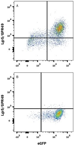 Mouse Lgr5/GPR49 PE-conjugated Antibody, R D Systems 100 &mu;g; R-PE:Antibodies,