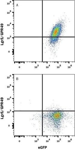 Human Lgr5/GPR49 Antibody, R D Systems 100 &mu;g; Unconjugated:Antibodies,