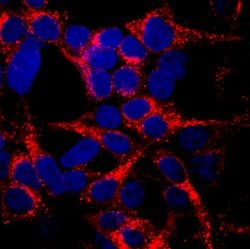 Human Lgr6 Antibody, R D Systems 25&mu;g:Antibodies, Monoclonal