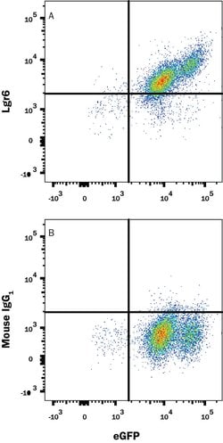 Human Lgr6 Antibody, R D Systems 25μg:Antibodies, Monoclonal