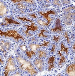 Mouse Lipocalin-2/NGAL Antibody, R D Systems 25&mu;g; Unlabeled:Antibodies,