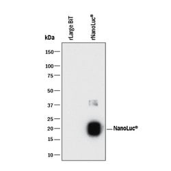 NanoLuc (Nluc) Luciferase Antibody, R D Systems:Antibodies:Primary Antibodies