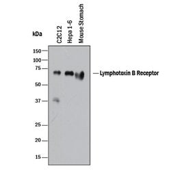 Mouse Lymphotoxin beta R/TNFRSF3 Antibody, R D Systems:Antibodies:Primary