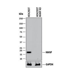 Human MANF Antibody, R D Systems 25&mu;g; Unlabeled:Antibodies, Polyclonal