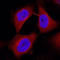 Human MASTL Antibody, R D Systems 25 &mu;g; Unconjugated:Antibodies, Polyclonal