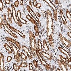 Human MAVS Antibody, R D Systems 25&mu;g:Antibodies, Monoclonal