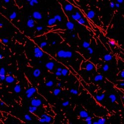 Human/Mouse/Rat MBP Antibody, R D Systems:Antibodies:Primary Antibodies