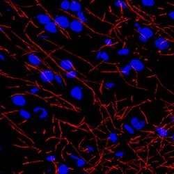 Human/Mouse/Rat MBP Antibody, R D Systems:Antibodies:Primary Antibodies