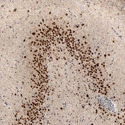 Human/Mouse MEF2C Antibody, R D Systems 100&mu;g; Unlabeled:Antibodies,