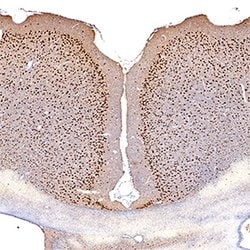 Human/Mouse MEF2C Antibody, R D Systems 100&mu;g; Unlabeled:Antibodies,