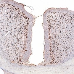 Human/Mouse MEF2C Antibody, R D Systems 25&mu;g; Unlabeled:Antibodies,