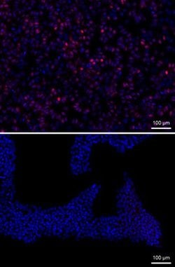 Human MESP1 Antibody, R D Systems 100 &mu;g; Unconjugated:Antibodies, Monoclonal